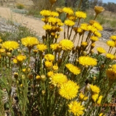 Rutidosis leptorhynchoides at Molonglo Valley, ACT - 28 Nov 2019