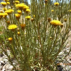 Rutidosis leptorhynchoides at Molonglo Valley, ACT - 28 Nov 2019