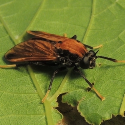 Pelecorhynchus fulvus (Orange cap-nosed fly) at Pollinator-friendly garden Conder - 26 Nov 2019 by michaelb