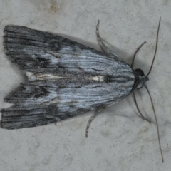 Calathusa ischnodes (An Erebid moth) at Ainslie, ACT - 1 Jan 2020 by jb2602