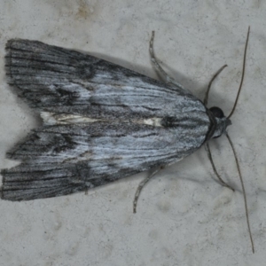 Calathusa ischnodes at Ainslie, ACT - 1 Jan 2020