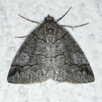 Austroterpna paratorna (Rounded Grey (Geometrinae)) at Ainslie, ACT - 1 Jan 2020 by jb2602
