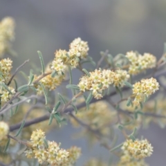 Pomaderris angustifolia (Pomaderris) at Wamboin, NSW - 25 Oct 2019 by natureguy