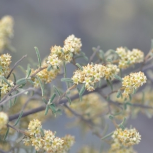 Pomaderris angustifolia at Wamboin, NSW - 25 Oct 2019