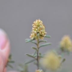 Pomaderris angustifolia at Wamboin, NSW - 25 Oct 2019 07:25 PM