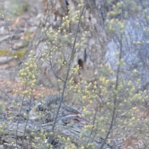 Pomaderris angustifolia at Wamboin, NSW - 25 Oct 2019