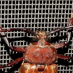 Agrianome spinicollis at Crooked Corner, NSW - 4 Jan 2020