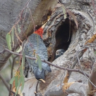 Callocephalon fimbriatum (Gang-gang Cockatoo) at Garran, ACT - 6 Jan 2020 by roymcd