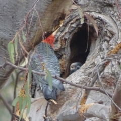 Callocephalon fimbriatum (Gang-gang Cockatoo) at Red Hill Nature Reserve - 5 Jan 2020 by roymcd