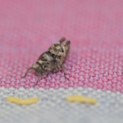 Tetrigidae (family) at Wamboin, NSW - 26 Oct 2019 07:10 PM