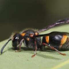 Eumeninae (subfamily) (Unidentified Potter wasp) at ANBG - 13 Nov 2019 by TimL