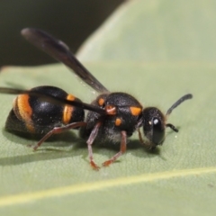 Eumeninae (subfamily) at Hackett, ACT - 13 Nov 2019