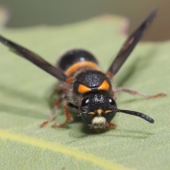 Eumeninae (subfamily) at Hackett, ACT - 13 Nov 2019