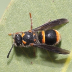 Eumeninae (subfamily) at Hackett, ACT - 13 Nov 2019