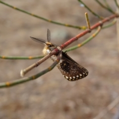 Epicoma contristis (Yellow-spotted Epicoma Moth) at Red Hill Nature Reserve - 11 Dec 2019 by roymcd