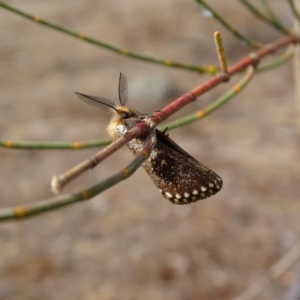 Epicoma contristis at Red Hill, ACT - 12 Dec 2019