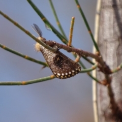 Epicoma contristis at Red Hill, ACT - 12 Dec 2019