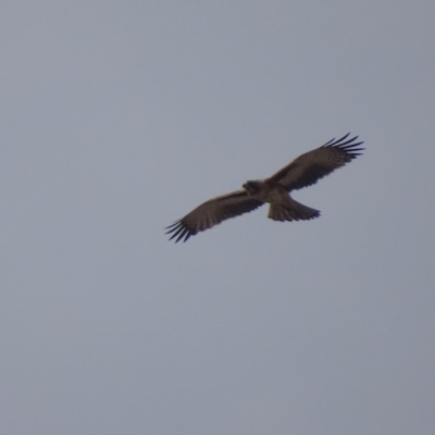 Hieraaetus morphnoides (Little Eagle) at Red Hill, ACT - 14 Dec 2019 by roymcd