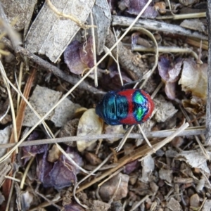 Choerocoris paganus at Garran, ACT - 21 Dec 2019 05:22 PM