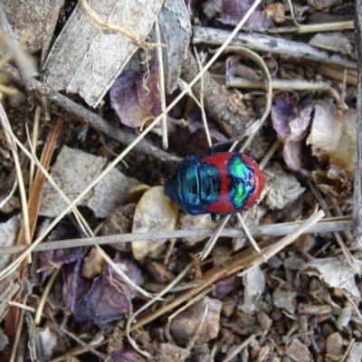 Choerocoris paganus (Ground shield bug) at Red Hill Nature Reserve - 21 Dec 2019 by roymcd