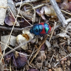 Choerocoris paganus at Garran, ACT - 21 Dec 2019 05:22 PM