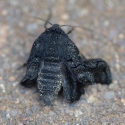 Melanodes anthracitaria (Black Geometrid) at QPRC LGA - 26 Oct 2019 by natureguy