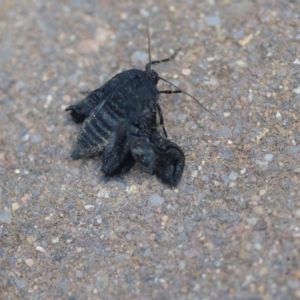 Melanodes anthracitaria at Wamboin, NSW - 26 Oct 2019 07:30 PM