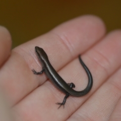 Lampropholis delicata (Delicate Skink) at Wamboin, NSW - 31 Oct 2019 by natureguy