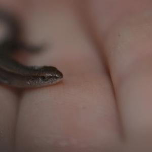 Lampropholis delicata at Wamboin, NSW - 31 Oct 2019