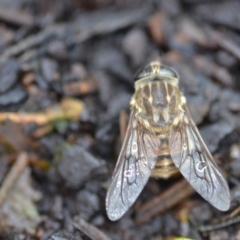 Tabanidae (family) (Unidentified march or horse fly) at Wamboin, NSW - 31 Oct 2019 by natureguy