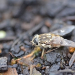 Tabanidae (family) at Wamboin, NSW - 31 Oct 2019