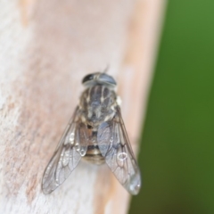 Tabanidae (family) at Wamboin, NSW - 31 Oct 2019 09:20 PM