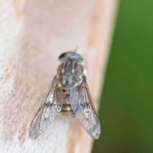 Tabanidae (family) at Wamboin, NSW - 31 Oct 2019