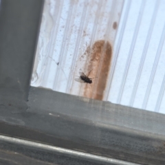 Unverified True fly (Diptera) at Wamboin, NSW - 31 Oct 2019 by natureguy