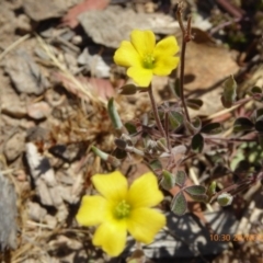 Oxalis sp. (Wood Sorrel) at Sth Tablelands Ecosystem Park - 27 Nov 2019 by AndyRussell