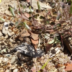 Oxalis sp. at Molonglo Valley, ACT - 28 Nov 2019 10:31 AM