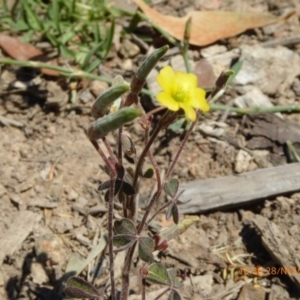 Oxalis sp. at Molonglo Valley, ACT - 28 Nov 2019