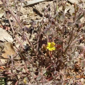 Oxalis sp. at Molonglo Valley, ACT - 28 Nov 2019 10:31 AM