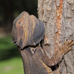 Pogona barbata at Acton, ACT - suppressed