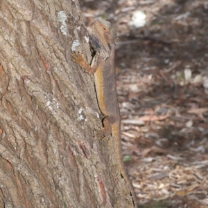 Pogona barbata at Acton, ACT - suppressed