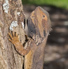 Pogona barbata at Acton, ACT - suppressed