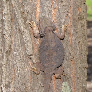 Pogona barbata at Acton, ACT - suppressed