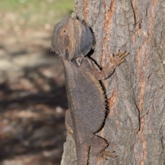 Pogona barbata at Acton, ACT - suppressed