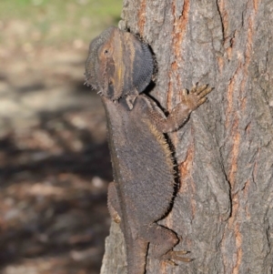 Pogona barbata at Acton, ACT - suppressed