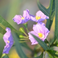 Solanum linearifolium (Kangaroo Apple) at Wamboin, NSW - 31 Oct 2019 by natureguy