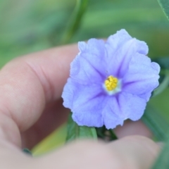 Solanum linearifolium at Wamboin, NSW - 31 Oct 2019 09:30 PM