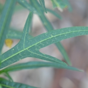 Solanum linearifolium at Wamboin, NSW - 31 Oct 2019