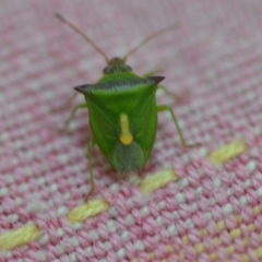 Cuspicona thoracica (Shield bug) at QPRC LGA - 1 Nov 2019 by natureguy