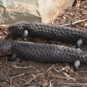 Tiliqua rugosa at Wamboin, NSW - 1 Nov 2019 06:50 PM