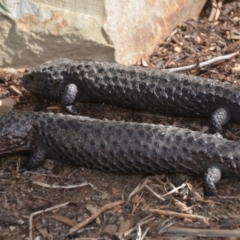 Tiliqua rugosa (Shingleback Lizard) at Wamboin, NSW - 1 Nov 2019 by natureguy